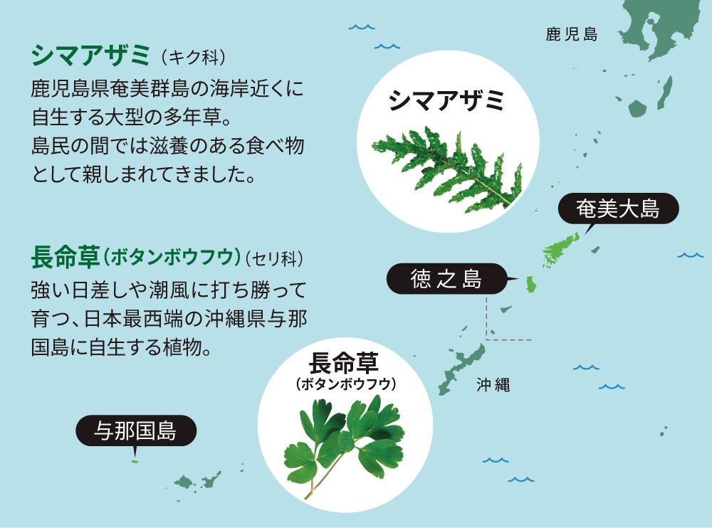 シマアザミ(キク科)鹿児島県奄美群島の海岸近くに自生する大型の多年草。島民の間では滋養のある食べ物「命薬(ヌチグスリ)」として親しまれてきました。 長命草(ボタンボウフウ)(セリ科)強い日差しや潮風に打ち勝って育つ、日本最西端の沖縄県与那国島に自生する植物。