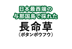 日本最西端の与那国島で採れた長命草(ボタンボウフウ)