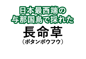 日本最西端の与那国島で採れた長命草(ボタンボウフウ)