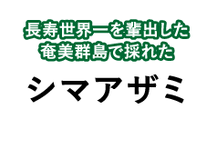 長寿世界一を輩出した奄美群島で採れたシマアザミ
