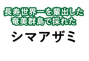 長寿世界一を輩出した奄美群島で採れたシマアザミ