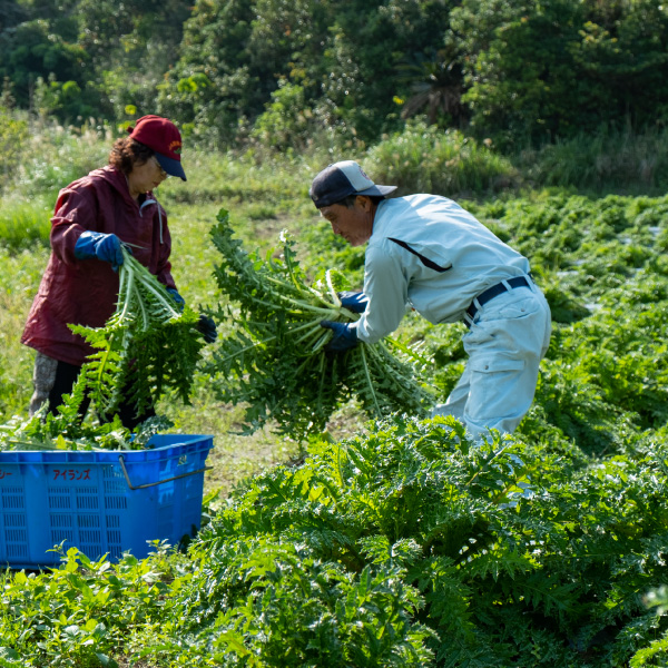 画像：シマアザミを収穫する様子