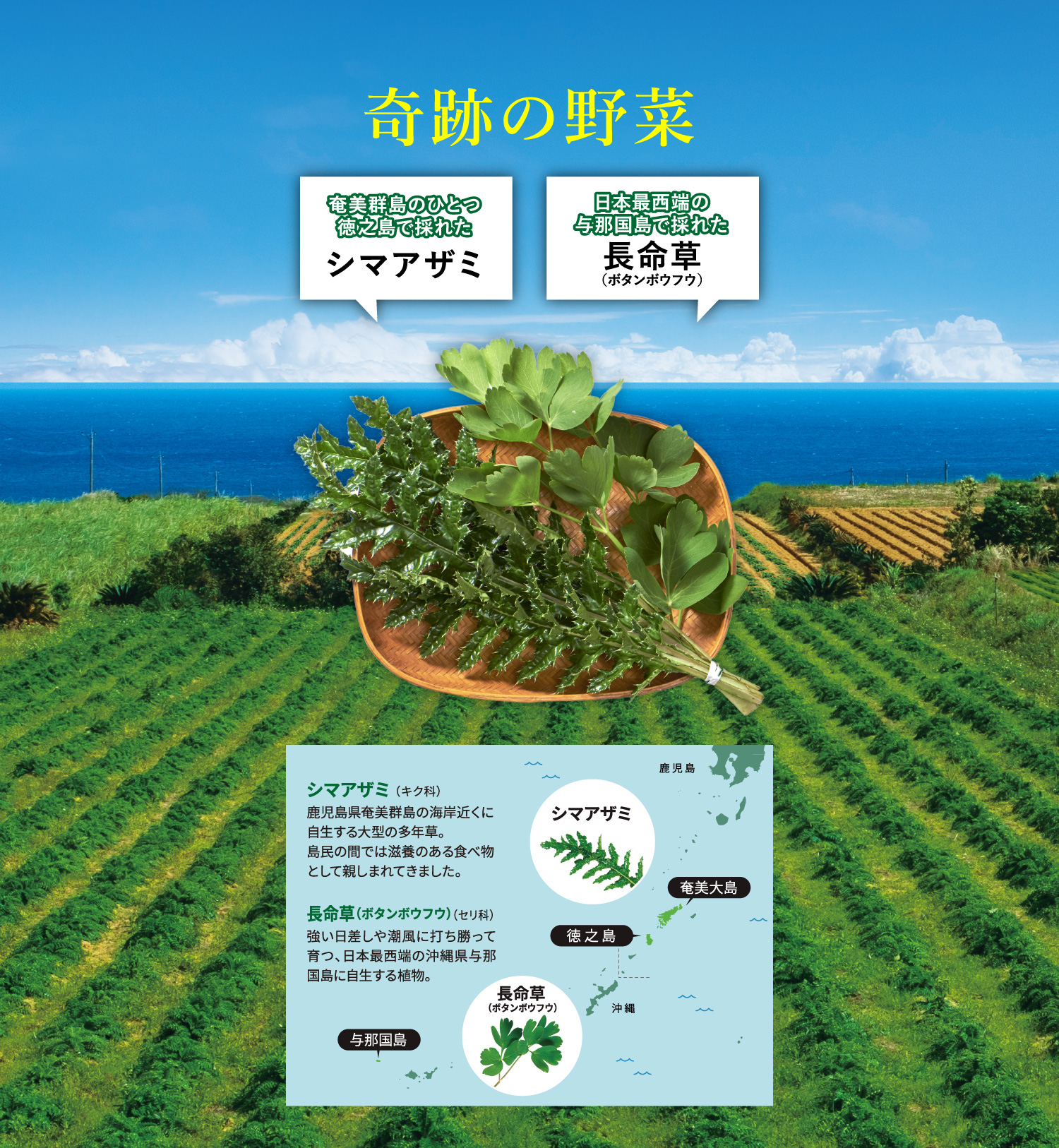 奇跡の野菜 長寿世界一を輩出した奄美群島で採れたシマアザミ 日本最西端の与那国島で採れた長命草（ボタンボウフウ） シマアザミ（キク科） 鹿児島県奄美群島の海岸近くに自生する大型の多年草。島民の間では滋養のある食べ物「命薬（ヌチグスリ）」として親しまれてきました。 長命草（ボタンボウフウ）（セリ科）強い日差しや潮風に打ち勝って育つ、日本最西端の沖縄県与那国島に自生する植物。