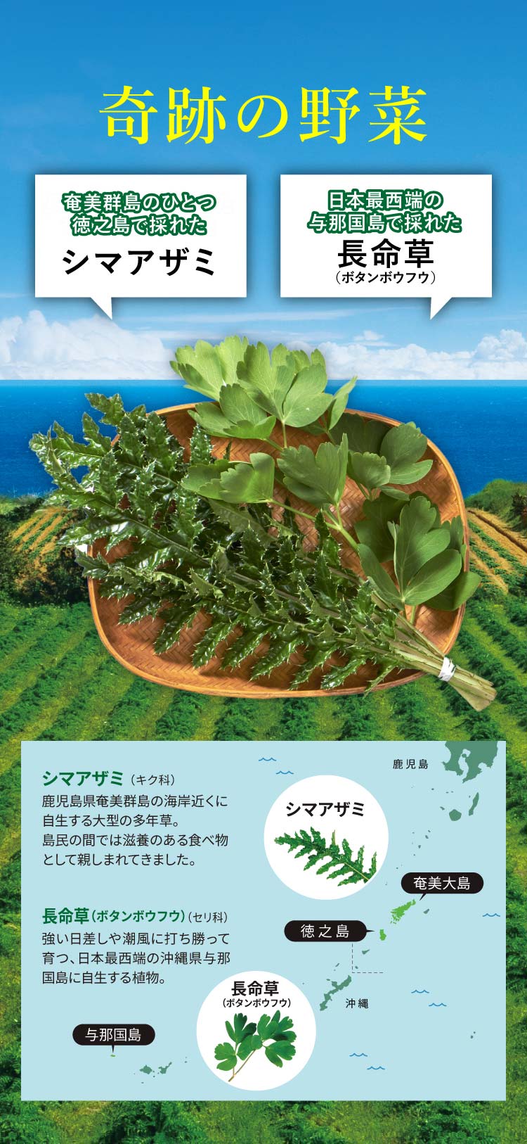 奇跡の野菜 長寿世界一を輩出した奄美群島で採れたシマアザミ 日本最西端の与那国島で採れた長命草（ボタンボウフウ） シマアザミ（キク科） 鹿児島県奄美群島の海岸近くに自生する大型の多年草。島民の間では滋養のある食べ物「命薬（ヌチグスリ）」として親しまれてきました。 長命草（ボタンボウフウ）（セリ科）強い日差しや潮風に打ち勝って育つ、日本最西端の沖縄県与那国島に自生する植物。
