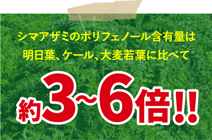 シマアザミのポリフェノール含有量は明日葉、ケール、大麦若葉比べて約3~6倍!!